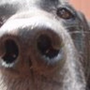 Meet your Posher, Christie